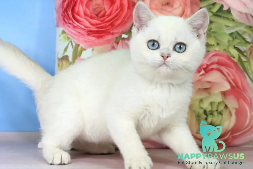 Polly British Shorthair female blue golden shaded pointed - live animals