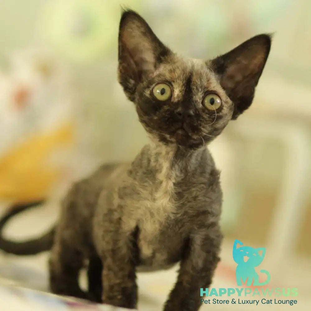 Polly Devon Rex female black tortie - live animals