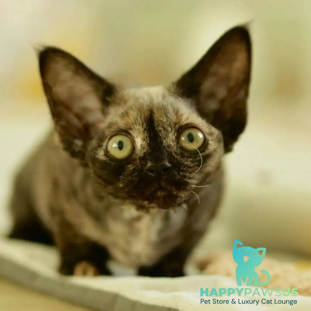 Polly Devon Rex female black tortie - live animals