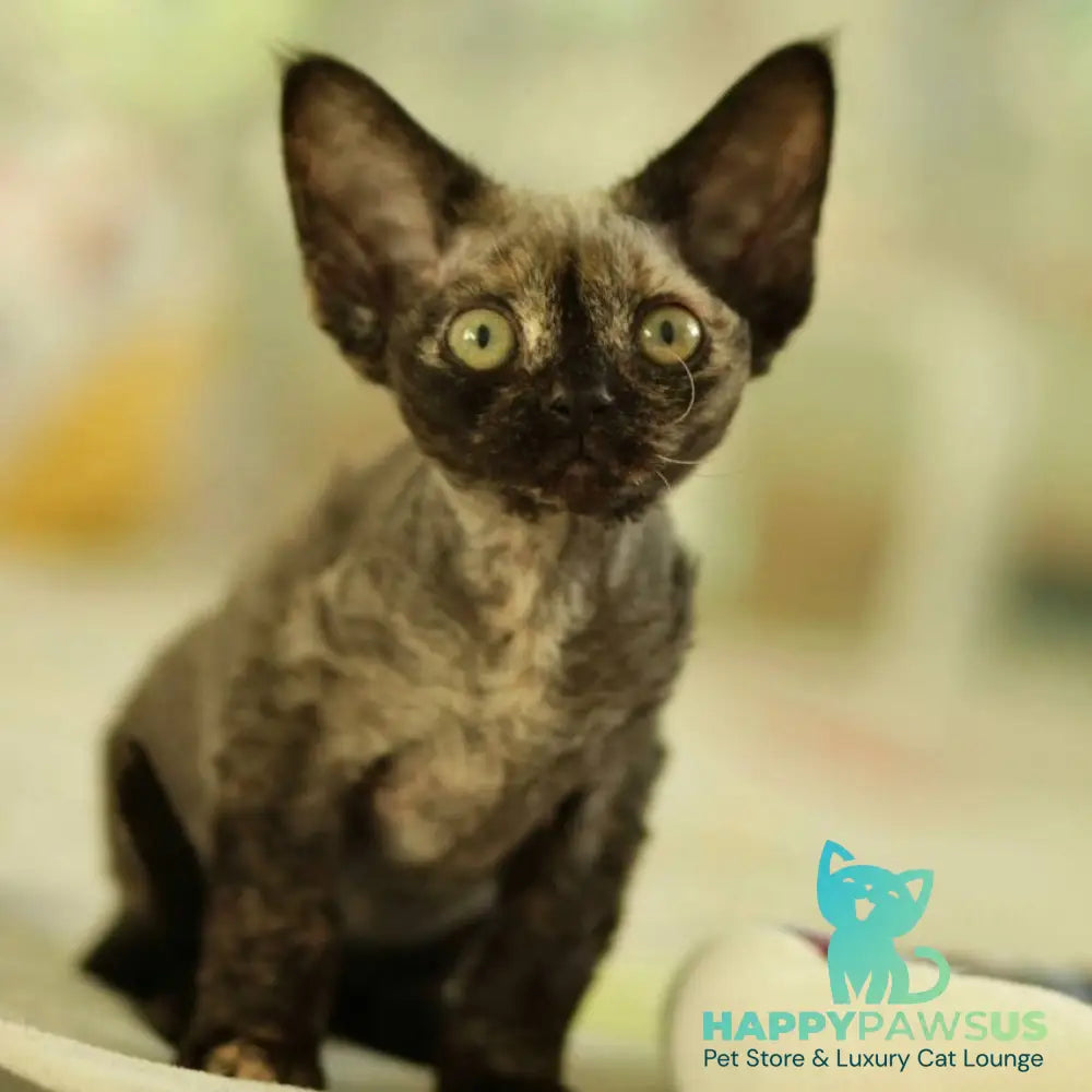 Polly Devon Rex female black tortie - live animals