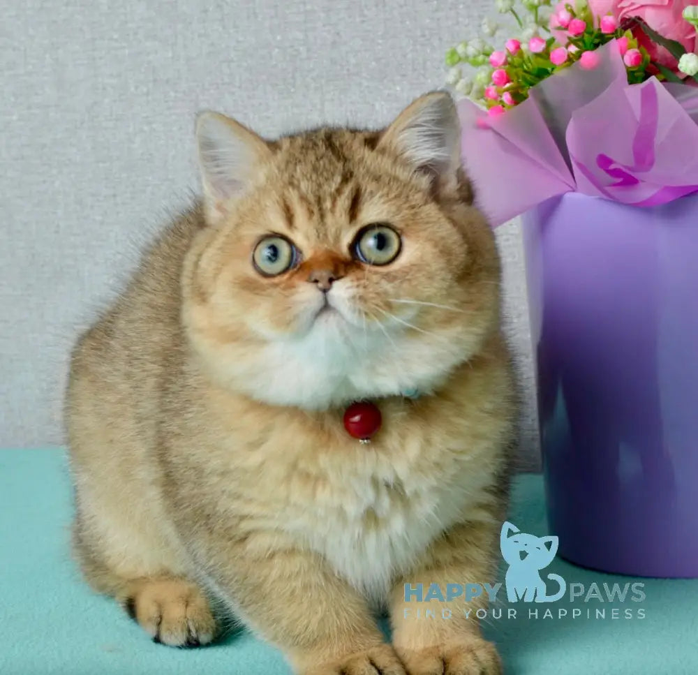 Polly Scottish Straight female black golden ticked tabby live animals