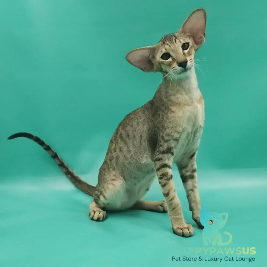 Pollyanna Oriental Shorthair female black tortie spotted tabby - live animals