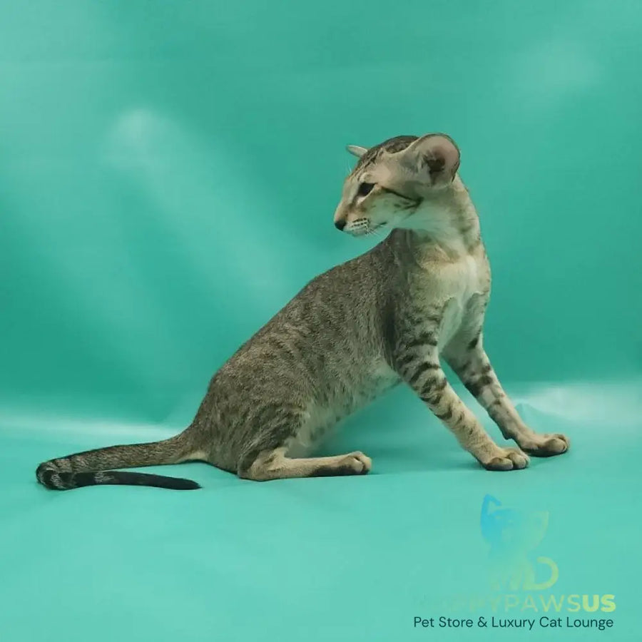 Pollyanna Oriental Shorthair female black tortie spotted tabby - live animals