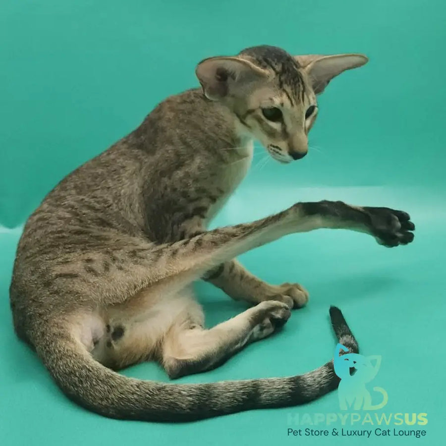 Pollyanna Oriental Shorthair female black tortie spotted tabby - live animals