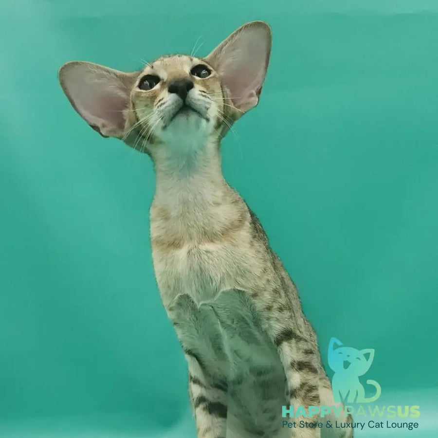 Pollyanna Oriental Shorthair female black tortie spotted tabby - live animals