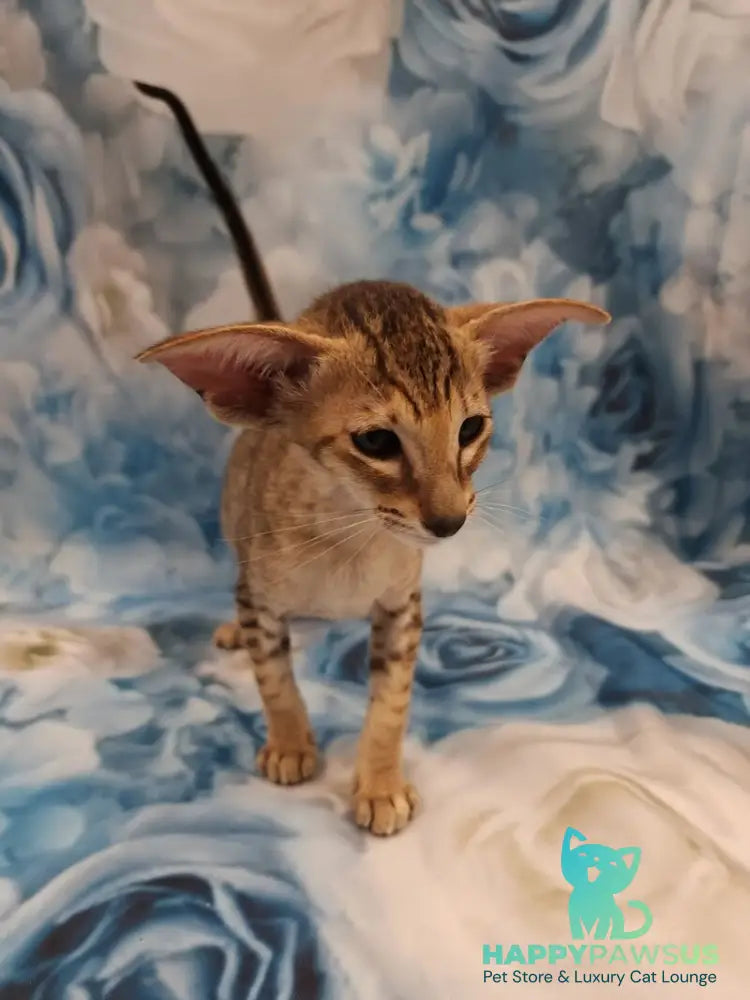 Pollyanna Oriental Shorthair female black tortie spotted tabby - live animals