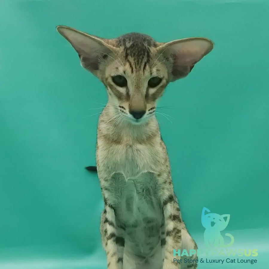 Pollyanna Oriental Shorthair female black tortie spotted tabby - live animals
