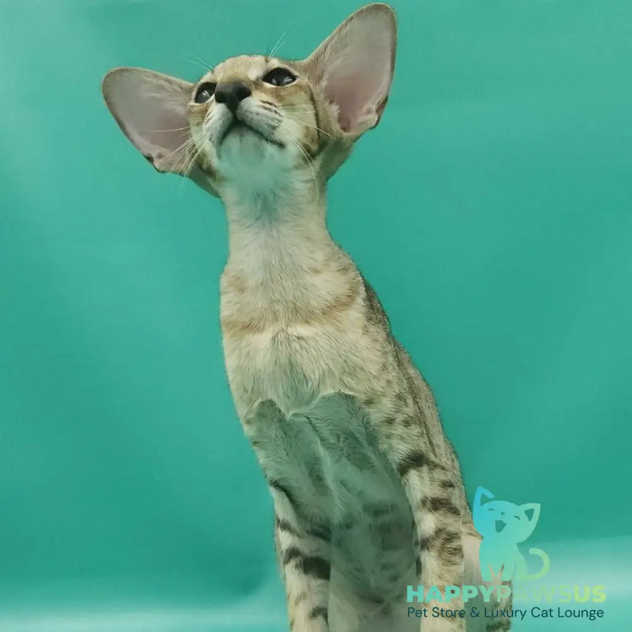 Pollyanna Oriental Shorthair female black tortie spotted tabby - live animals