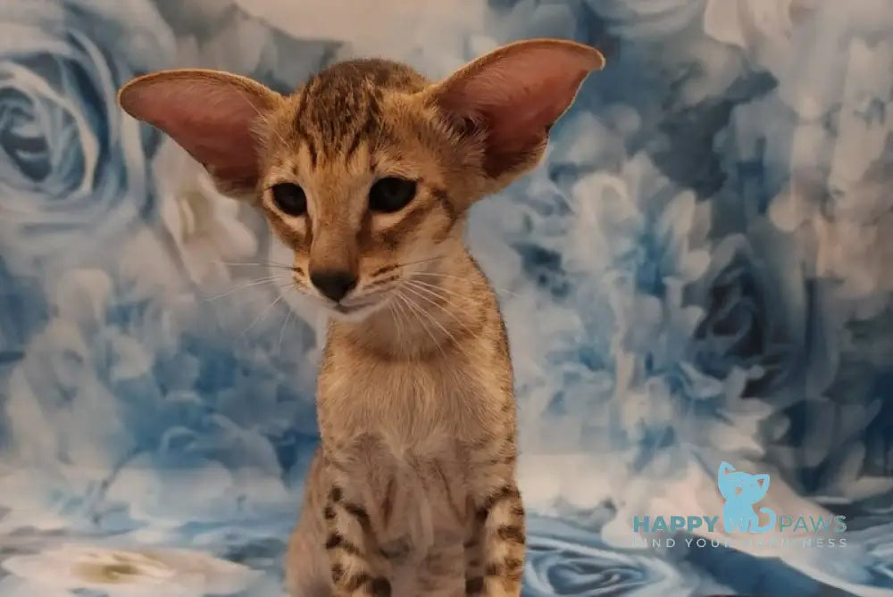 Pollyanna Oriental Shorthair female black tortie spotted tabby - live animals