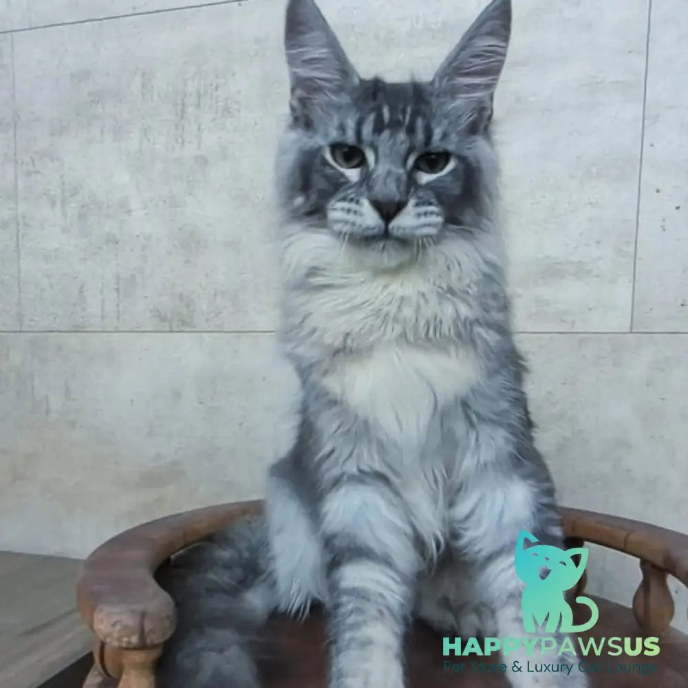 Pоlo Maine Coon male blue silver ticked tabby - live animals