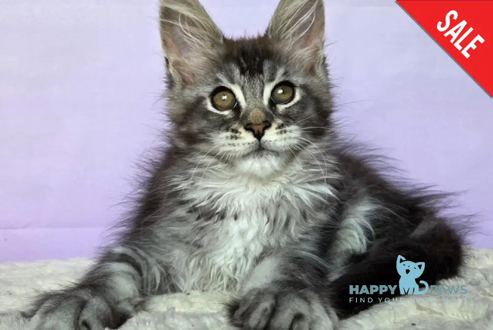 Pomona Maine Coon female black silver ticked tabby - live animals