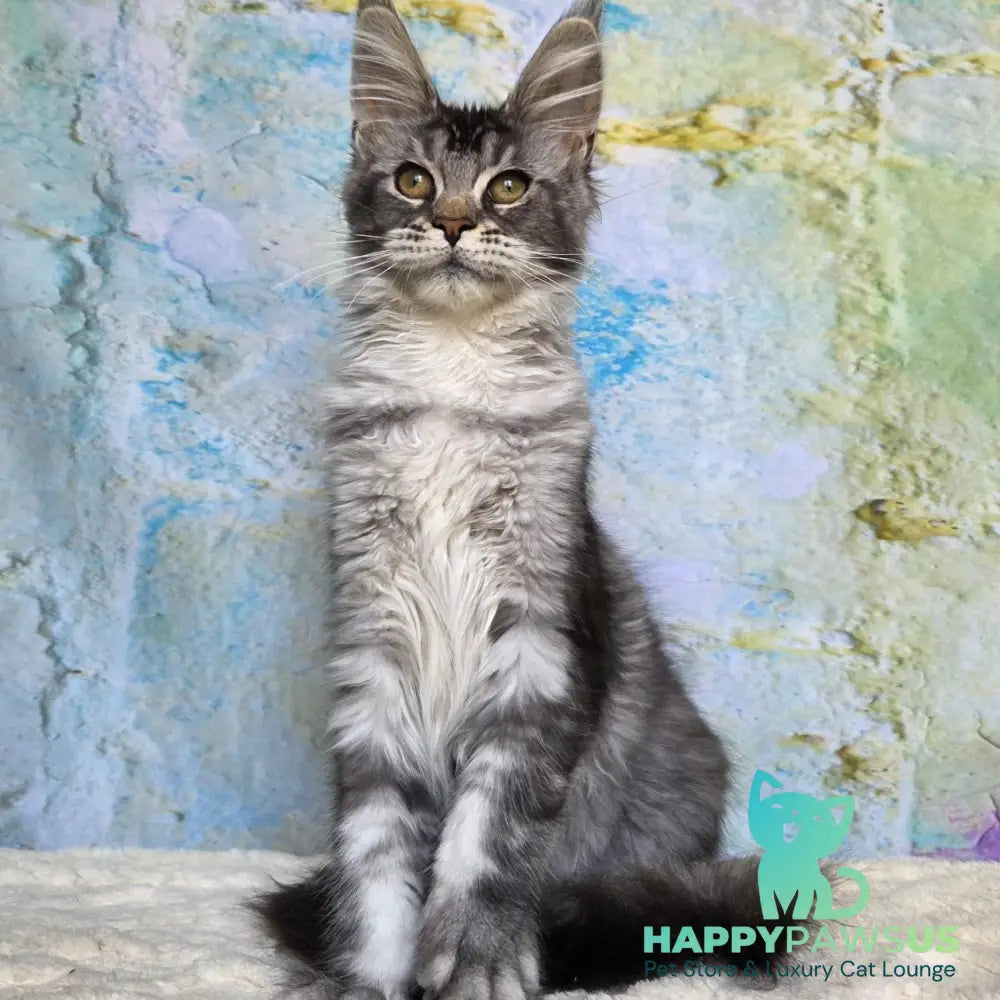 Pomona Maine Coon female black silver ticked tabby - live animals