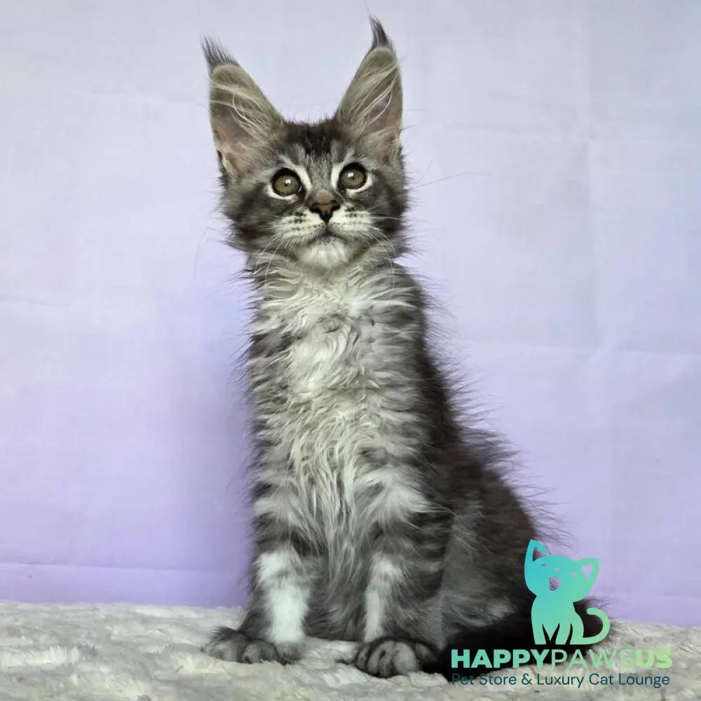 Pomona Maine Coon female black silver ticked tabby - live animals