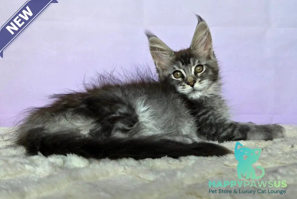 Pomona Maine Coon female black silver ticked tabby - live animals