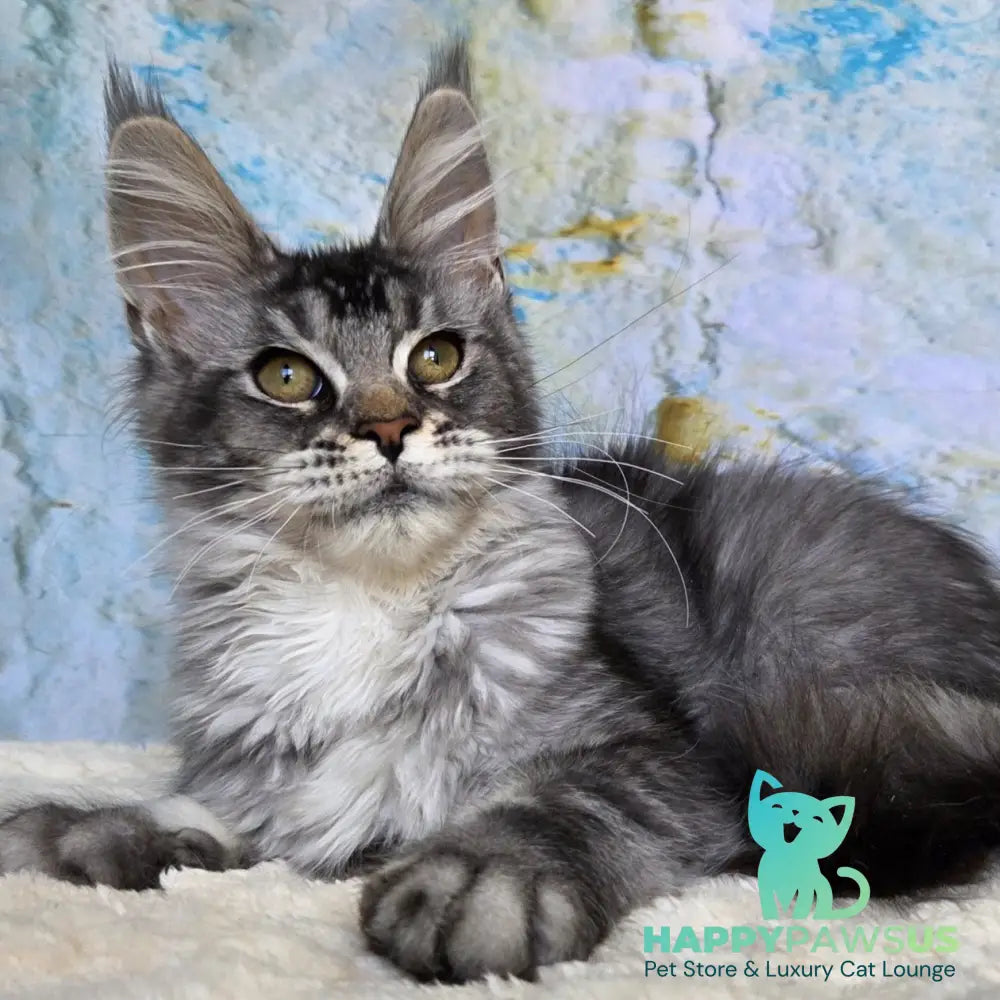 Pomona Maine Coon female black silver ticked tabby - live animals