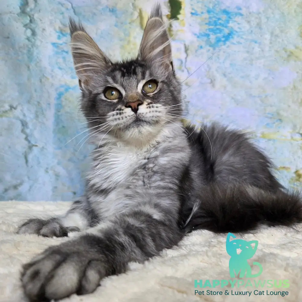 Pomona Maine Coon female black silver ticked tabby - live animals