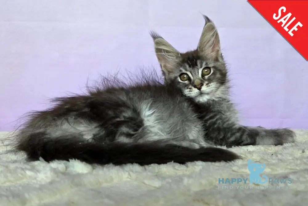 Pomona Maine Coon female black silver ticked tabby - live animals
