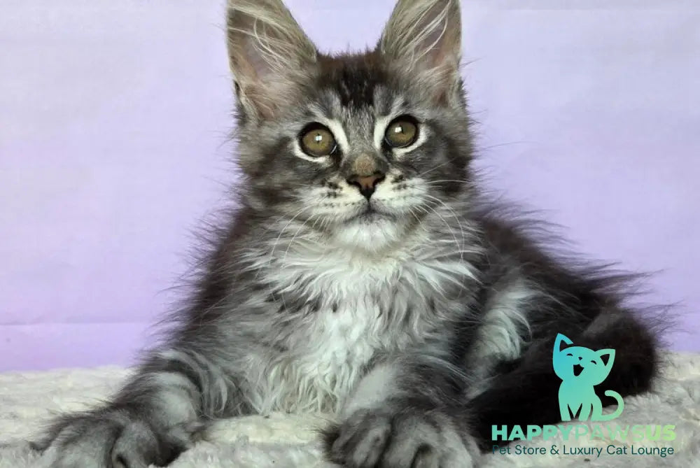 Pomona Maine Coon female black silver ticked tabby - live animals