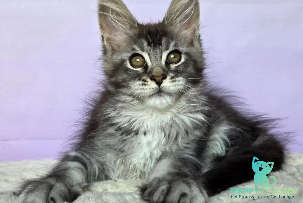 Pomona Maine Coon female black silver ticked tabby - live animals