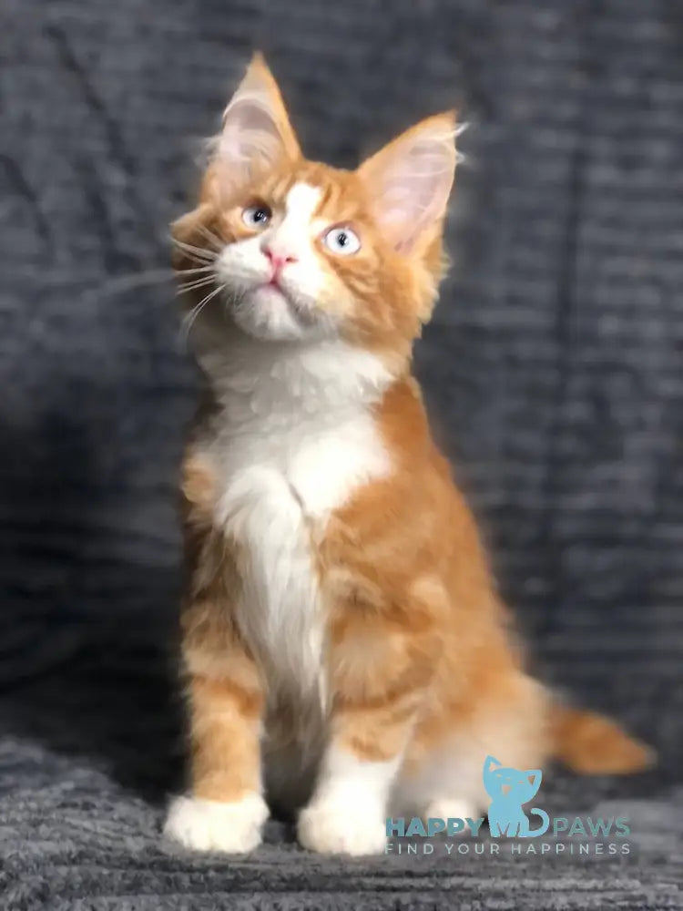 Pompey Maine Coon male red bicolour live animals