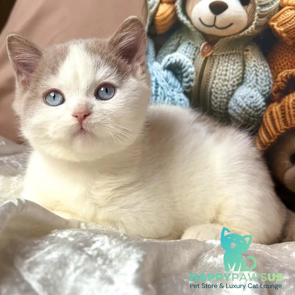 Pompon British Shorthair male fawn bicolour - live animals