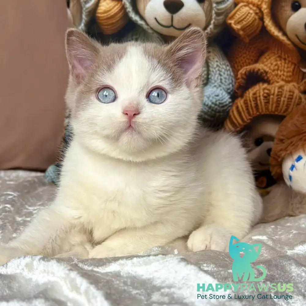 Pompon British Shorthair male fawn bicolour - live animals