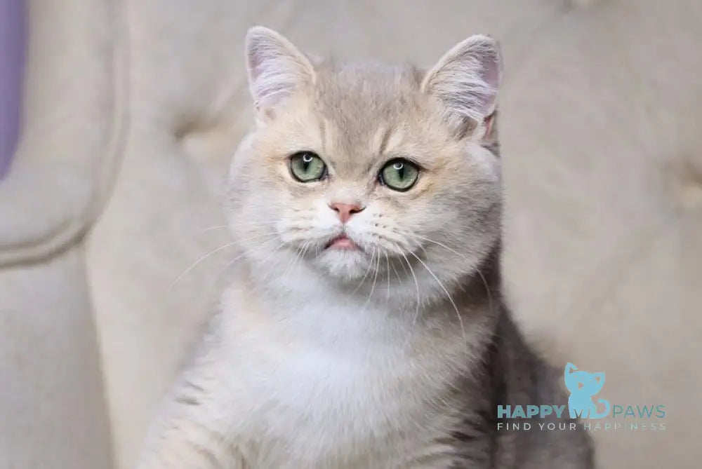 Ponchick British Shorthair male blue golden shaded live animals