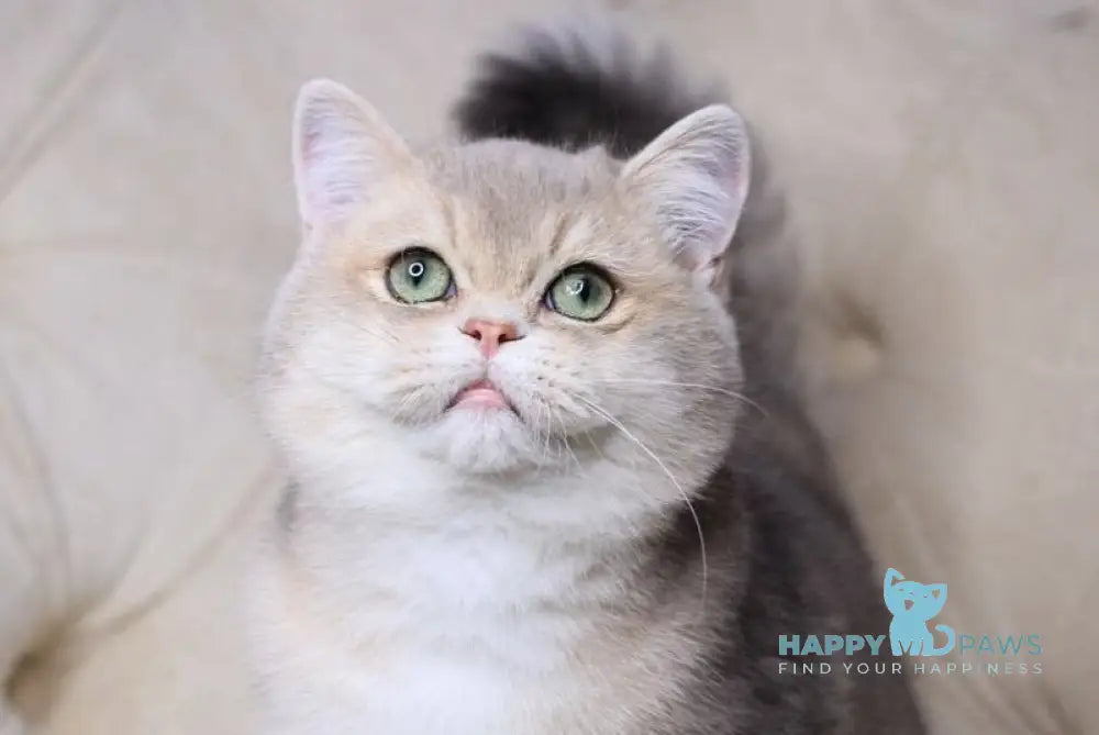 Ponchick British Shorthair male blue golden shaded live animals