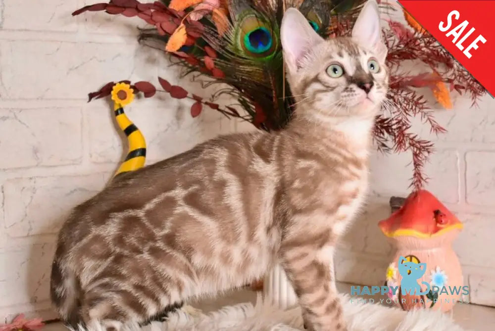 Ponchik Bengal male snow mink charcoal - live animals