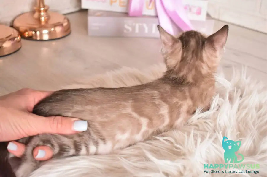 Ponchik Bengal male snow mink charcoal - live animals