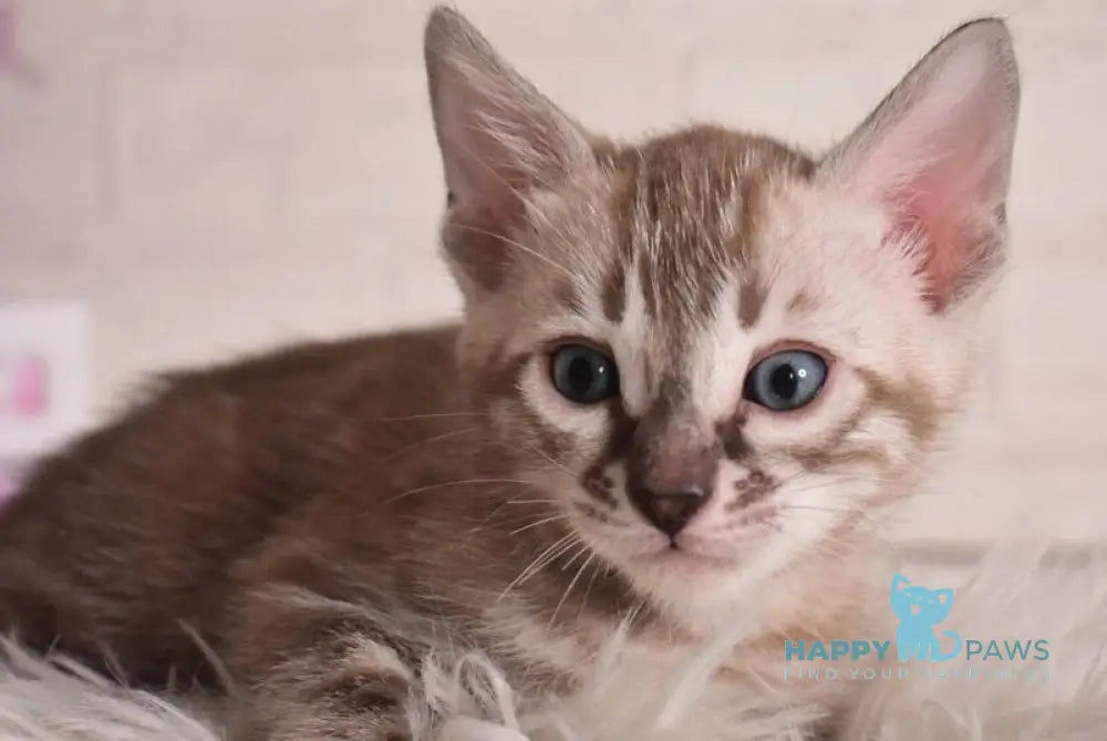 Ponchik Bengal male snow mink charcoal - live animals