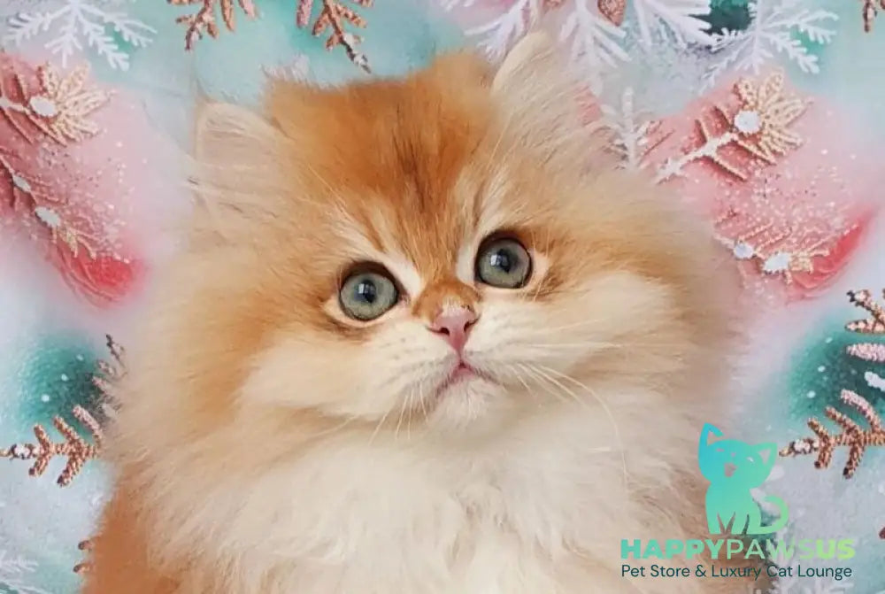 Ponchik British Longhair male black golden chinchilla live animals