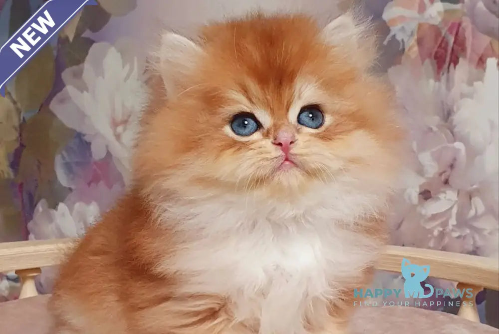 Ponchik British Longhair male black golden chinchilla live animals