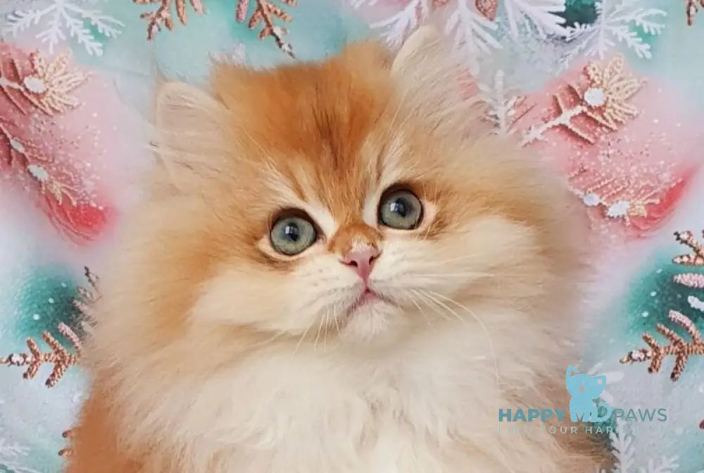 Ponchik British Longhair male black golden chinchilla live animals