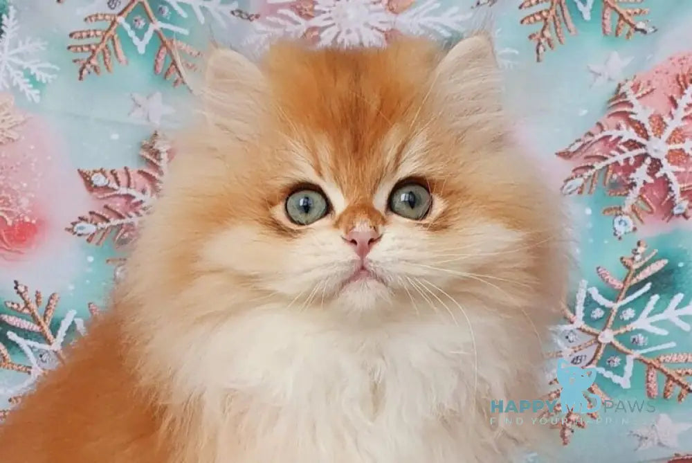 Ponchik British Longhair male black golden chinchilla live animals