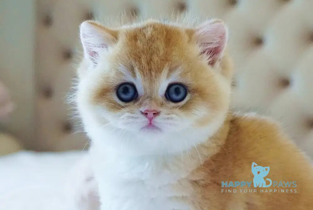 Ponchik British Shorthair male black golden chinchilla live animals