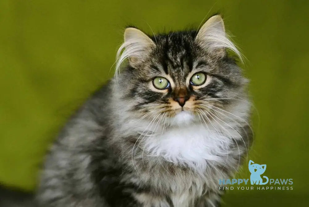 Ponchik Siberian male black spotted tabby with white live animals