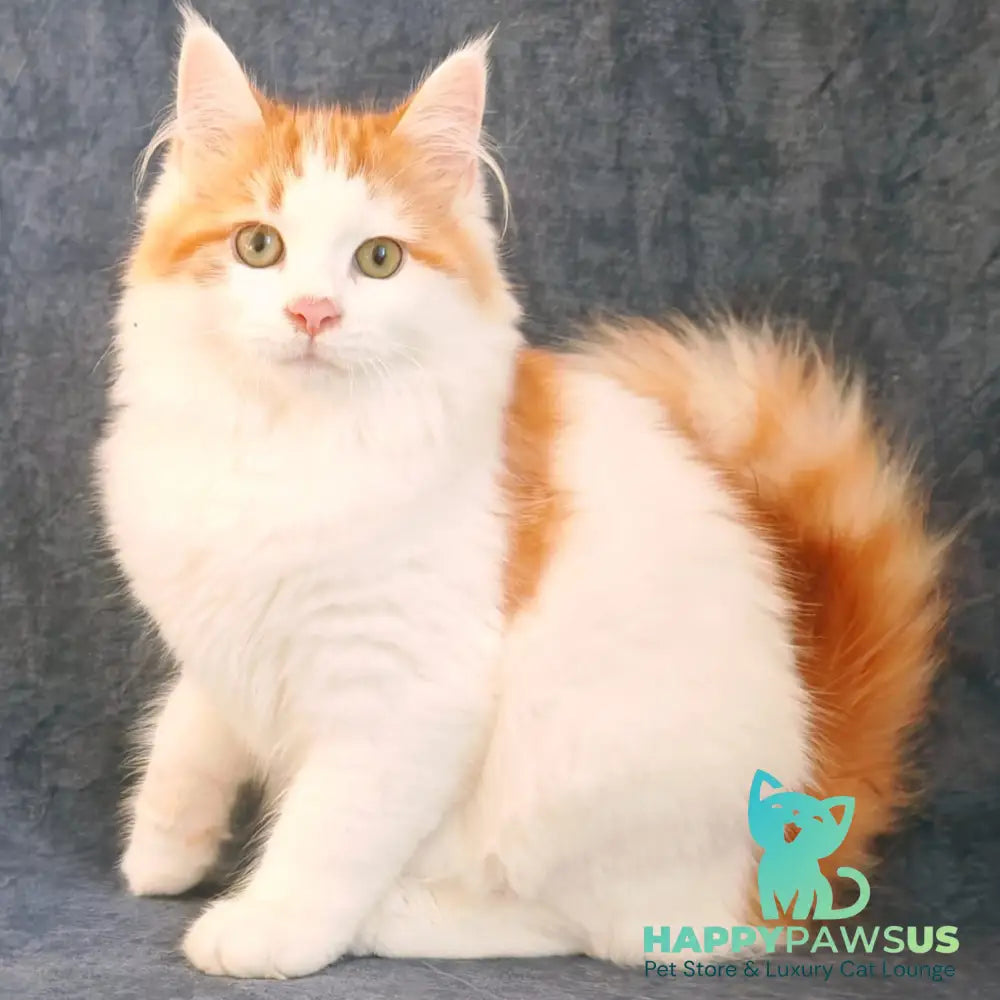 Ponchik Siberian male red harlequin spotted tabby - live animals