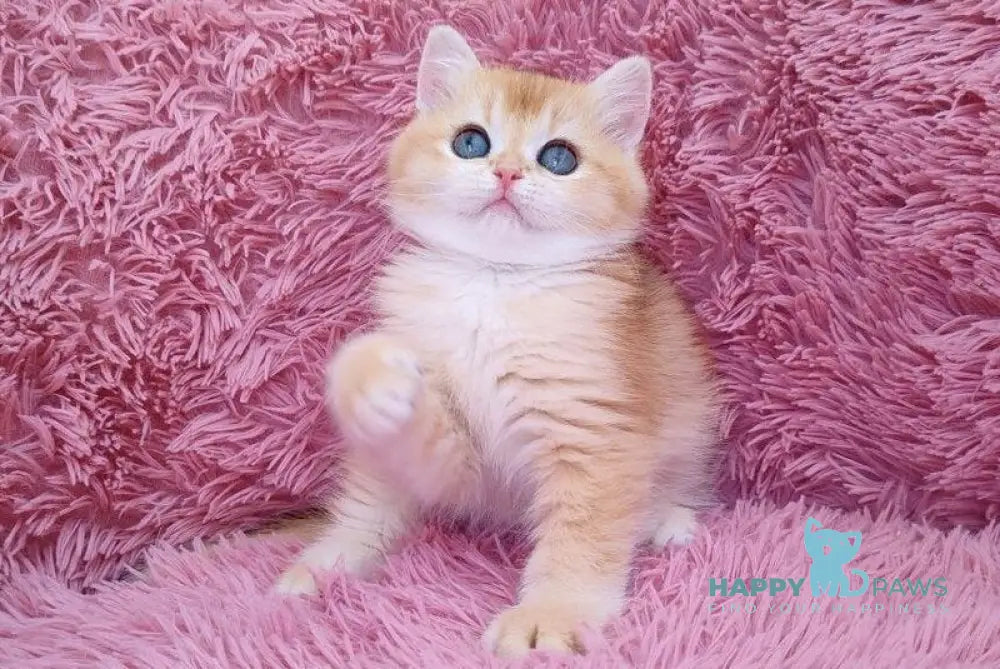 Ponni British Shorthair male black golden chinchilla live animals