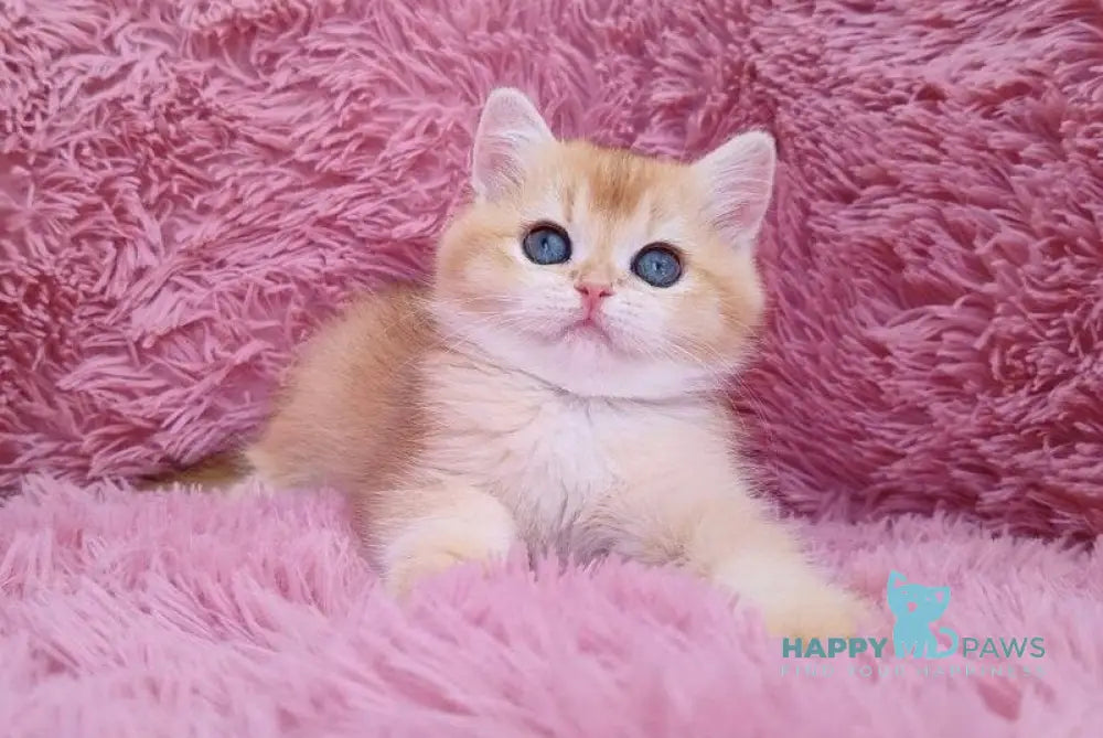 Ponni British Shorthair male black golden chinchilla live animals