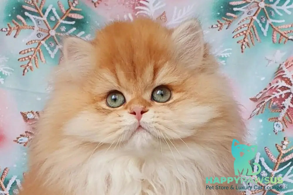 Ponochka British Longhair female black golden shaded live animals