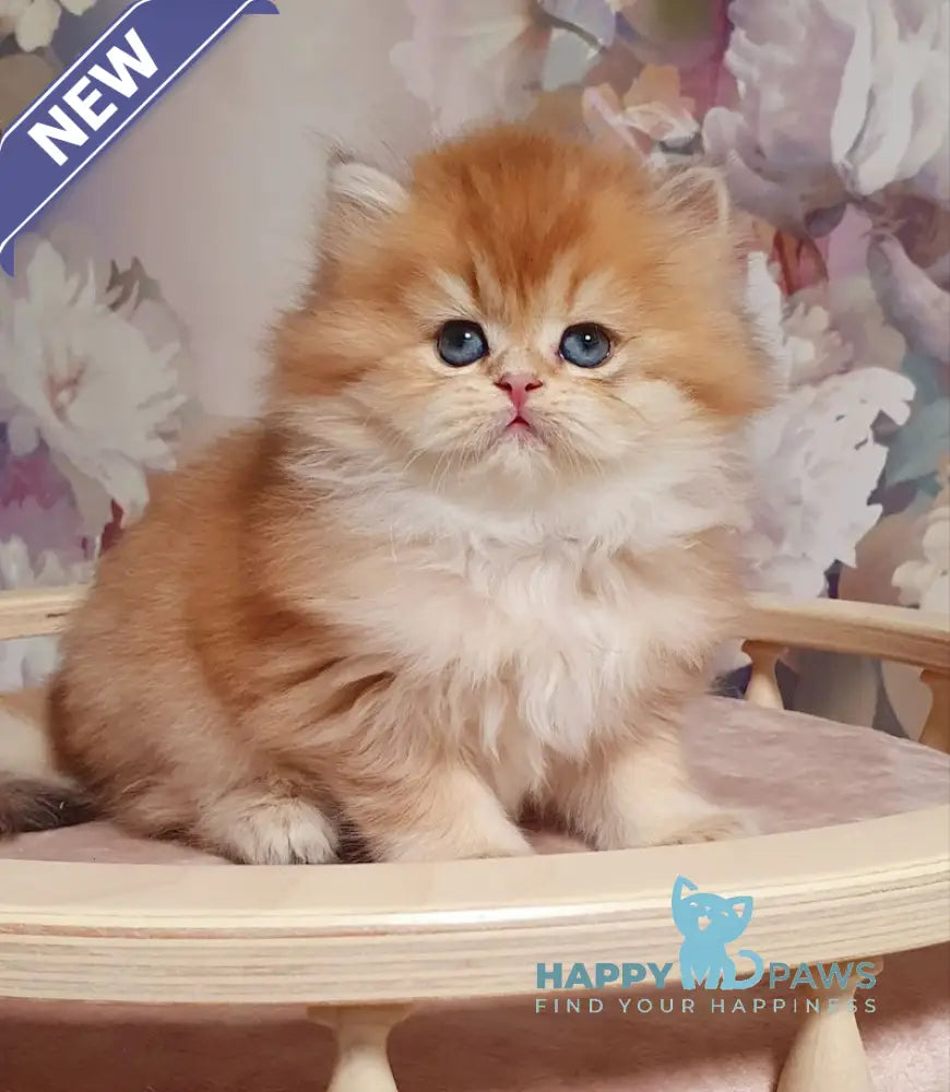 Ponochka British Longhair female black golden shaded live animals