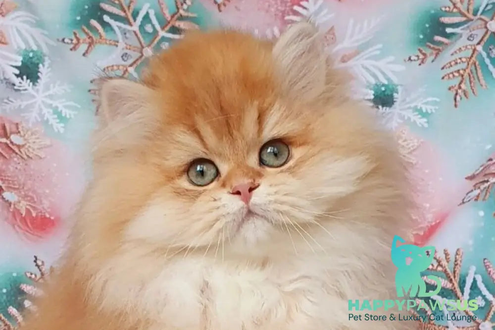 Ponochka British Longhair female black golden shaded live animals