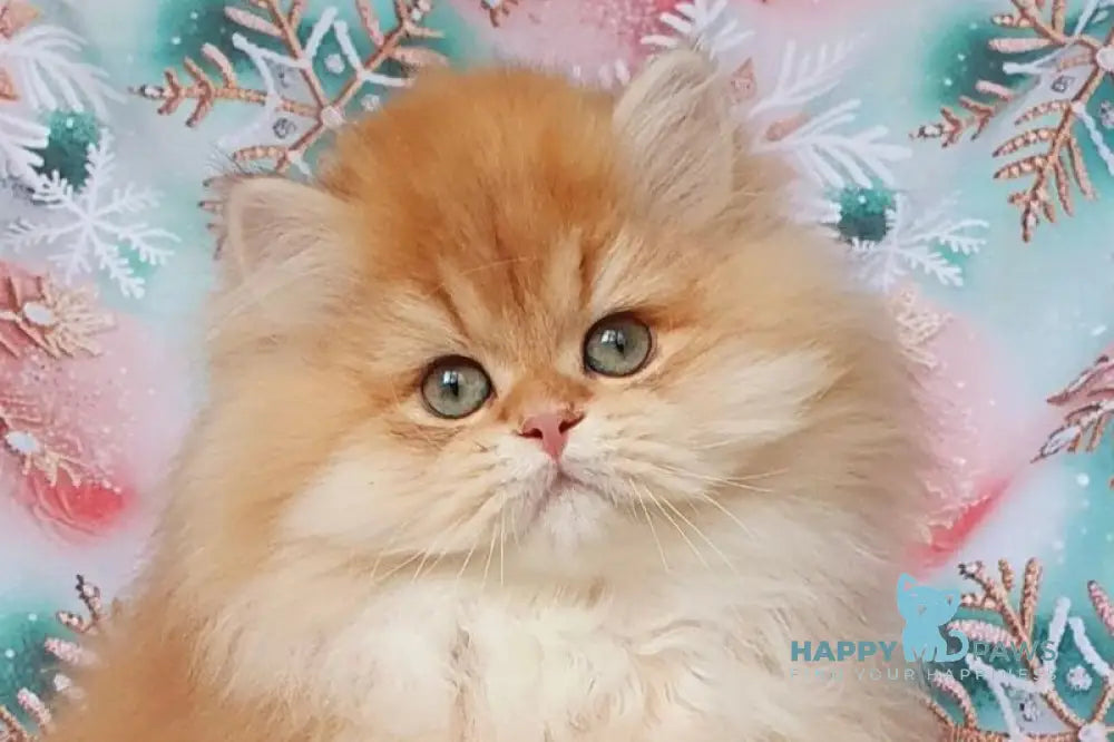 Ponochka British Longhair female black golden shaded live animals