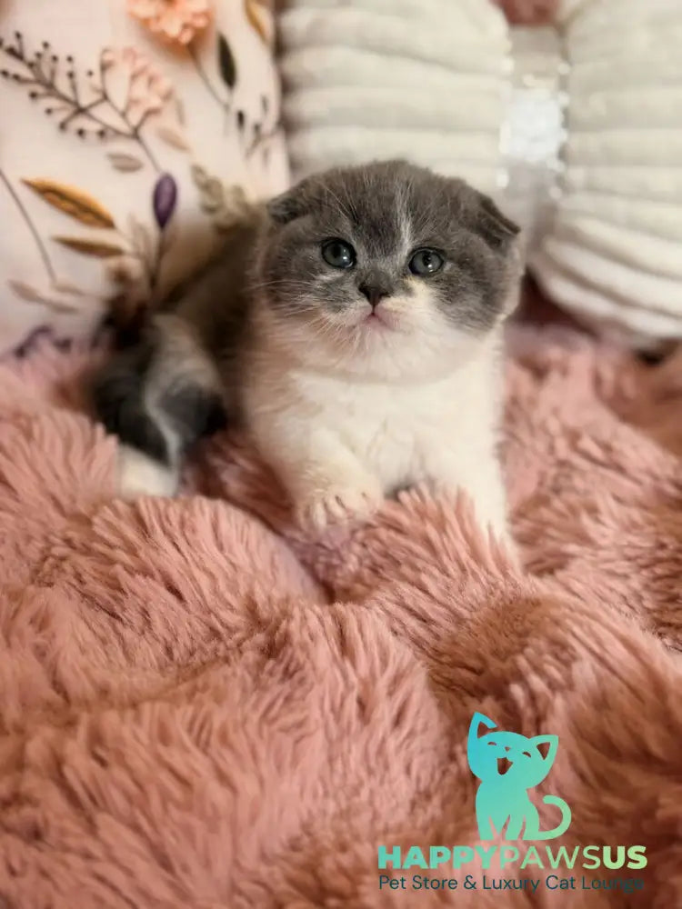 Ponochka Scottish Fold female blue bicolour - live animals