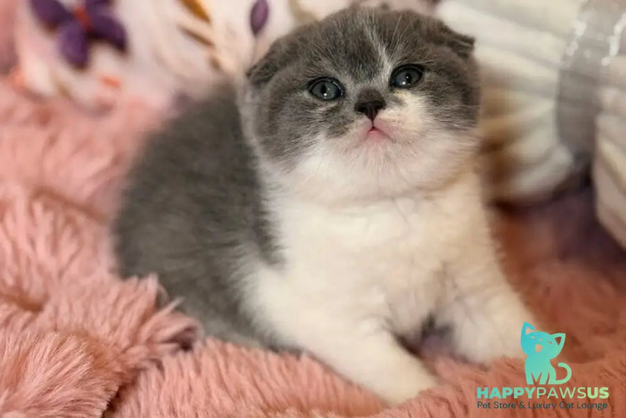 Ponochka Scottish Fold female blue bicolour - live animals