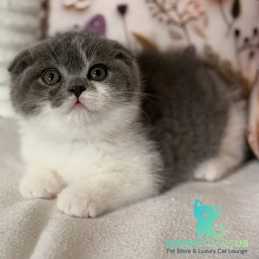 Ponochka Scottish Fold female blue bicolour - live animals