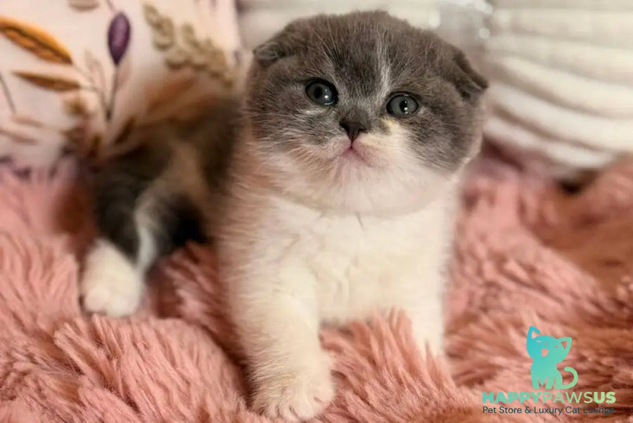 Ponochka Scottish Fold female blue bicolour - live animals