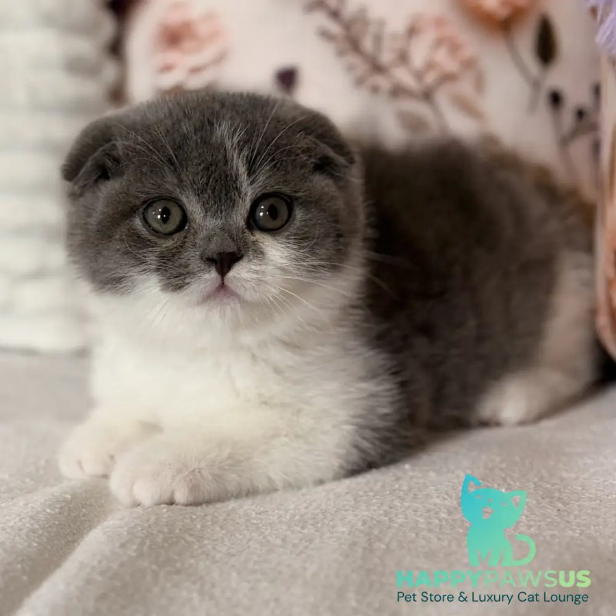 Ponochka Scottish Fold female blue bicolour - live animals