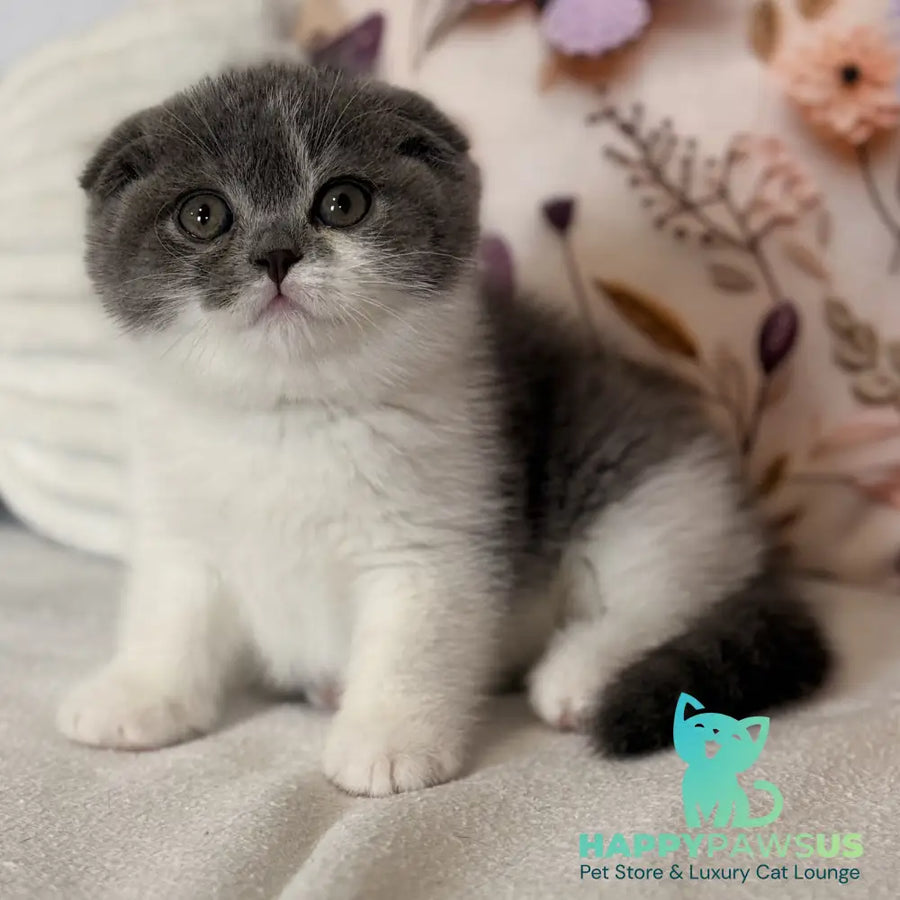 Ponochka Scottish Fold female blue bicolour - live animals